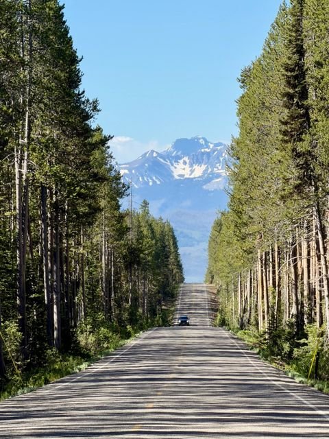 A road running straight through lodgepole pines toward distant peaks