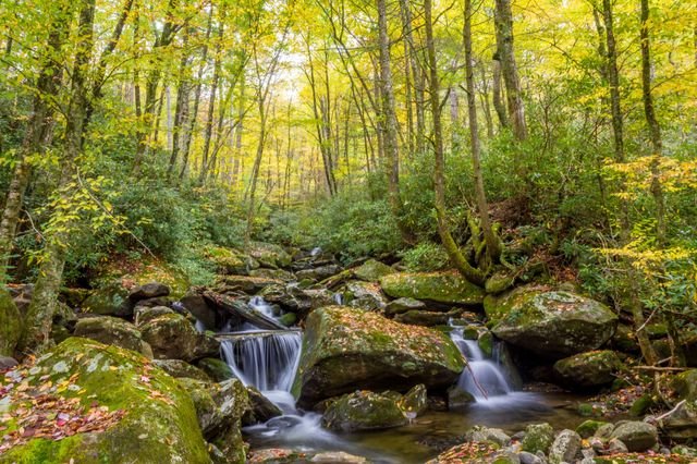 Twin cascades threading mossy boulders under a yellow autumn canopy