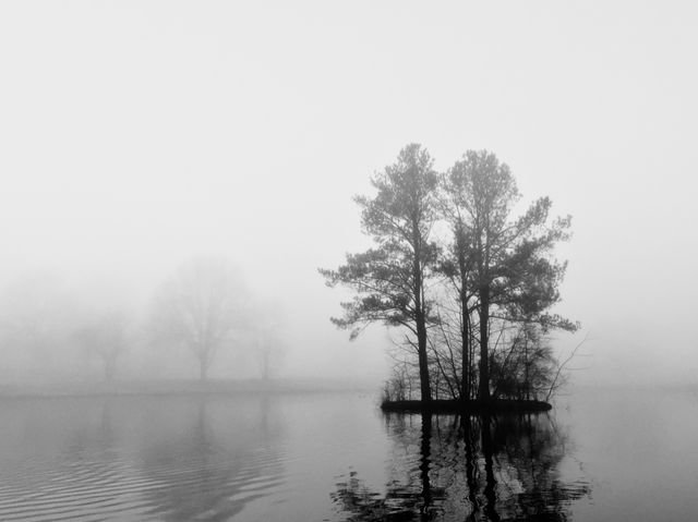 A small island of pines in a still lake, dissolving into fog, black and white